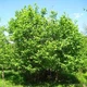 Лещина обыкновенная / Corylus avellana С5 /Н 60-90 - изображение 5