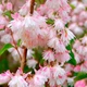 Дейція шорстка "Codsall Pink" C7.5 h80-100 - зображення 2