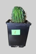 Echinopsis Eyriesii, Диаметр 70мм - изображение 2