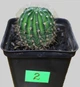 Echinopsis Eyriesii ⌀55 h57 - изображение 2