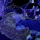 Гирлянда светодиодная нить "капля росы" 10м 100 LED на батарейках + USB 220В голубая - изображение 5
