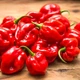 Семена Перец острый Красная Доминика, 10 шт (Солнечный март) - изображение 5