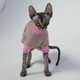 Кофта для кота или кошки Style Pets sp-pink powder0819/l L- - изображение 1