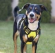 Шлея для собак светоотражающая нейлоновая PETSHOW усиленная регулируемая салатовая XL (002155) - изображение 5