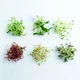 Vegebox™ by BioChef - Table Box - набор садовый для гидропоники - изображение 5