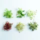 Vegebox™ by BioChef - Kitchen Box - набор садовый для гидропоники - изображение 4