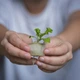 Vegebox™ by BioChef - Kitchen Box - набор садовый для гидропоники - изображение 5
