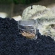 Ловушка для ​​планарии Hobby Planaria X (61345) - изображение 8