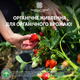 Удобрение Українські гумати FARMER органическое для плодово-ягодных деревьев и кустов в легкодоступной форме, концентрат 1 кг (4820219190059) - изображение 4
