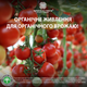 Удобрение Українські гумати FARMER органическое для овощных культур в легкодоступной форме, концентрат 1 кг (4820219190066) - изображение 4
