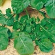 Семена Руккола Широколистная, 10 г (Семена Украины) - изображение 2