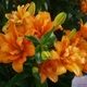 Лилия азиатская махровая Orange Twins - изображение 1