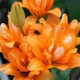 Лилия азиатская махровая Orange Twins - изображение 3
