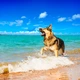 Игровой мяч Collar PitchDog SPORTBALL для апортировки Голубой (62412) - изображение 4