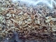 Измельченный (крошка) новозеландский мох сфагнум (spagmoss) - для земляных смесей и мульчирования поверх грунта 6 г (100 мл) на 1 литр смеси - изображение 5