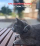 GPS ошейник для собак, кошек и животных (трекер ошейник) KitPes 2 - изображение 5
