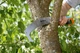 Пила садовая изогнутая с крюком Gardena CombiSystem 300 РP (08738-20) - изображение 3