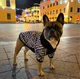 Худі для собак DogClub Wix XXL Black - зображення 1