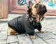 Парка для собак DogClub ALFA XXL Black - изображение 8