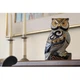 Фигурка De Rosa Rinconada Large Wildlife Сова Королевская (лим.вып. 2000 шт) Dr456-11 - изображение 2