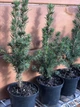 Ель Glauca Conica, высота 40-45см, объем горшка 1л (RG671) - изображение 3