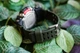 Мужские часы с прочным корпусом CASIO GWG-2000-1A3ER - изображение 6