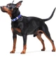 Нашийник для собак шкіряний Collar WAUDOG Classic, XS, Ш 12 мм, Дов 21-29 см (02029) - зображення 8