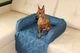 Лежак для Собак и Котов на диван Haustier Sofa Bed Denim S - 60х90х15см (S9-1-040) - изображение 9