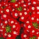 Вербена гибридная Скарлет Florium (726814) - зображення 1