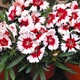 Гвоздика китайская Мерри Florium (726817) - изображение 1
