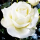 Роза Karen Blixen Florium - зображення 1