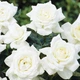 Роза Karen Blixen Florium - зображення 3