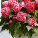 Бегонія Camelia Різнобарвний Цибулини Florium (204002) - зображення 2