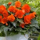 Бегонія Fimbriata Помаранчева Бахромчата Помаранчевий Цибулини Florium (204011) - зображення 1