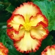 Бегонія Crispa Marginata жовто-червона Різнобарвний Цибулини Florium (204023) - зображення 1