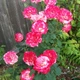Роза Double Delight Florium - зображення 3