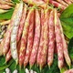 Квасоля Кущова Ластівка пакет гігант Різнобарвний Насіння Florium (723020) - зображення 1