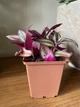Суккулент Традесканция (Tradescantia), контейнер 9*9*10 см (s001m) - изображение 2