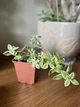Суккулент Аптения кордифолия вариегата (Aptenia cordifolia variegata), контейнер 9*9*10 см (s005m) - изображение 1