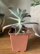 Суккулент Граптоверия Фред Ивз (Graptoveria Fred Ives), контейнер 9*9*10 см (s022m) - изображение 5
