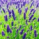 Лаванда Dwarf Blue Вузьколиста Фіолетовий Саджанці Florium - зображення 2