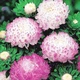 Астра пионоподобная Сива Дама синя Ліловий Насіння Florium (726506) - зображення 1