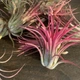 Тилландсия атмосферная Tillandsia, 15-25см - изображение 7