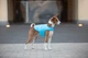 Курточка-накидка для собак AIRYVEST S B 41-51 см С 25-35 см блакитний - изображение 6