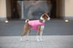 Курточка накидка для собак AiryVest XL B 68-80 см С 42-52 см Pink (15457) - изображение 5