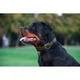 Ошейник для собак крупных пород кожаный WAUDOG Glamour черный, плоский, регулируемый, с QR-паспортом, L (38–49 см), ширина 25 мм, металлическая фурнитура, арт. 33041 - изображение 8