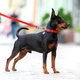 Водостойкий поводок для собак Collar WAUDOG Waterproof L-XXL 25 мм длина 305 cм красный - изображение 2