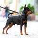 Водостойкий поводок для собак Collar WAUDOG Waterproof L-XXL 25 мм длина 305 cм черный - изображение 2