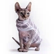 Кофта без рукава для котов и кошек Style Pets Guch L - изображение 4