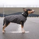 Жилет для животных Pet Fashion "E.Vest" XS-2 серый (4823082424368) - изображение 6